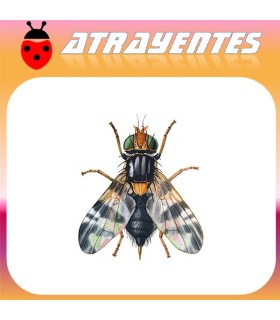 RHAGOLETIS COMPLETA mosca del nogal Atrayente 90 días