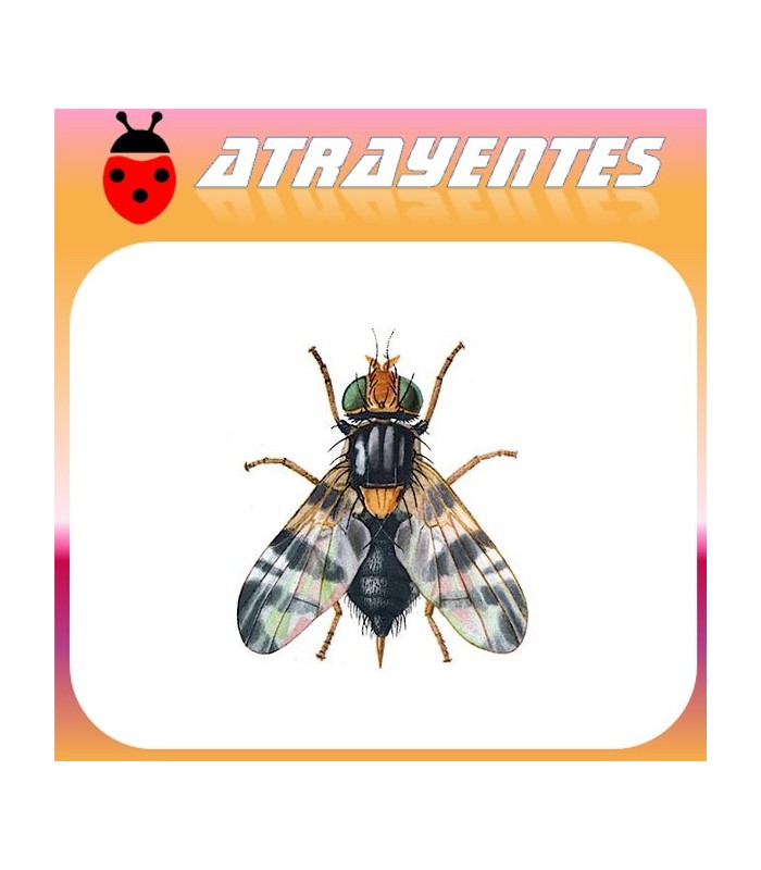 RHAGOLETIS COMPLETA mosca del nogal Atrayente 90 días
