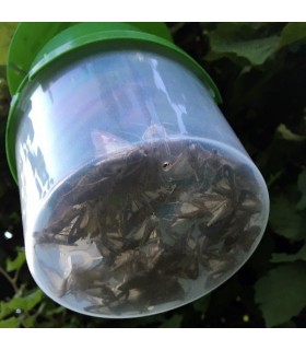 BUXATRAP polillero para Cydalima pyral del Boj