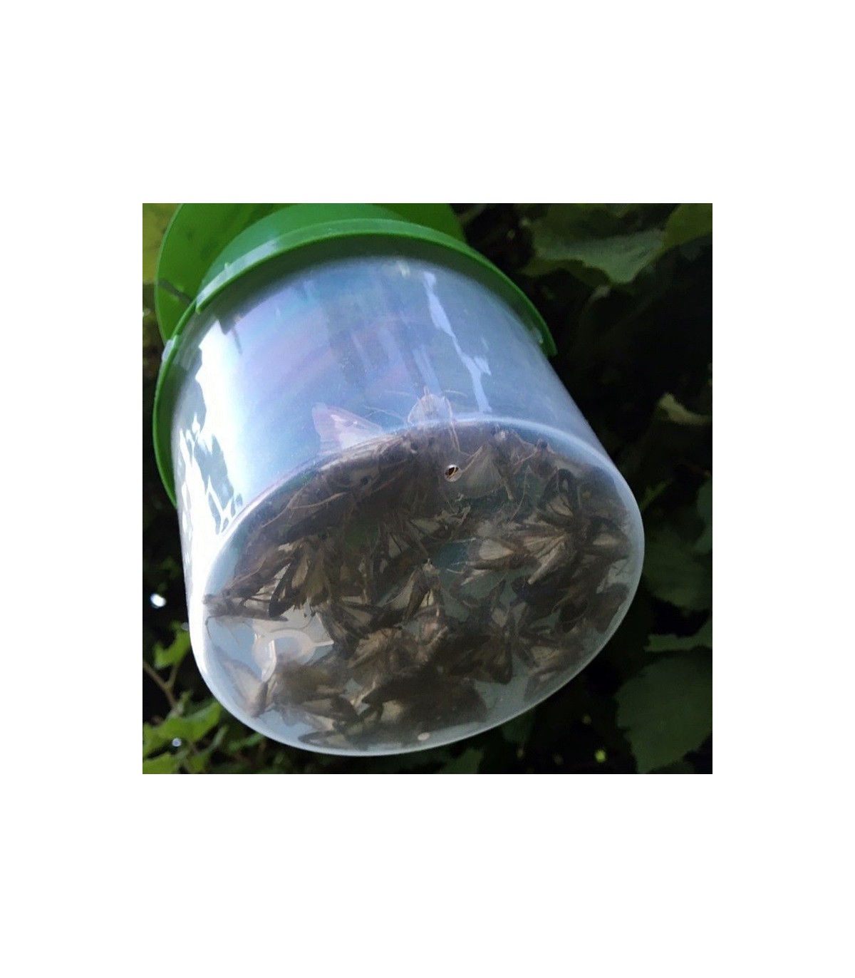 BUXATRAP polillero para Cydalima pyral del Boj