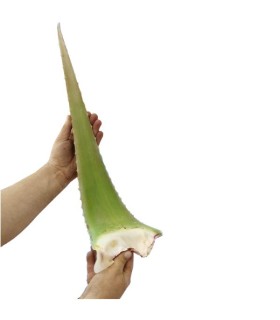 ALOE VERA BARBADENSIS hoja fresca caja 4 Kg