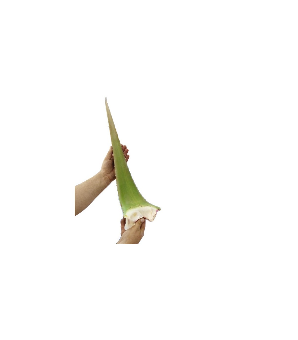 ALOE VERA BARBADENSIS hoja fresca caja 4 Kg