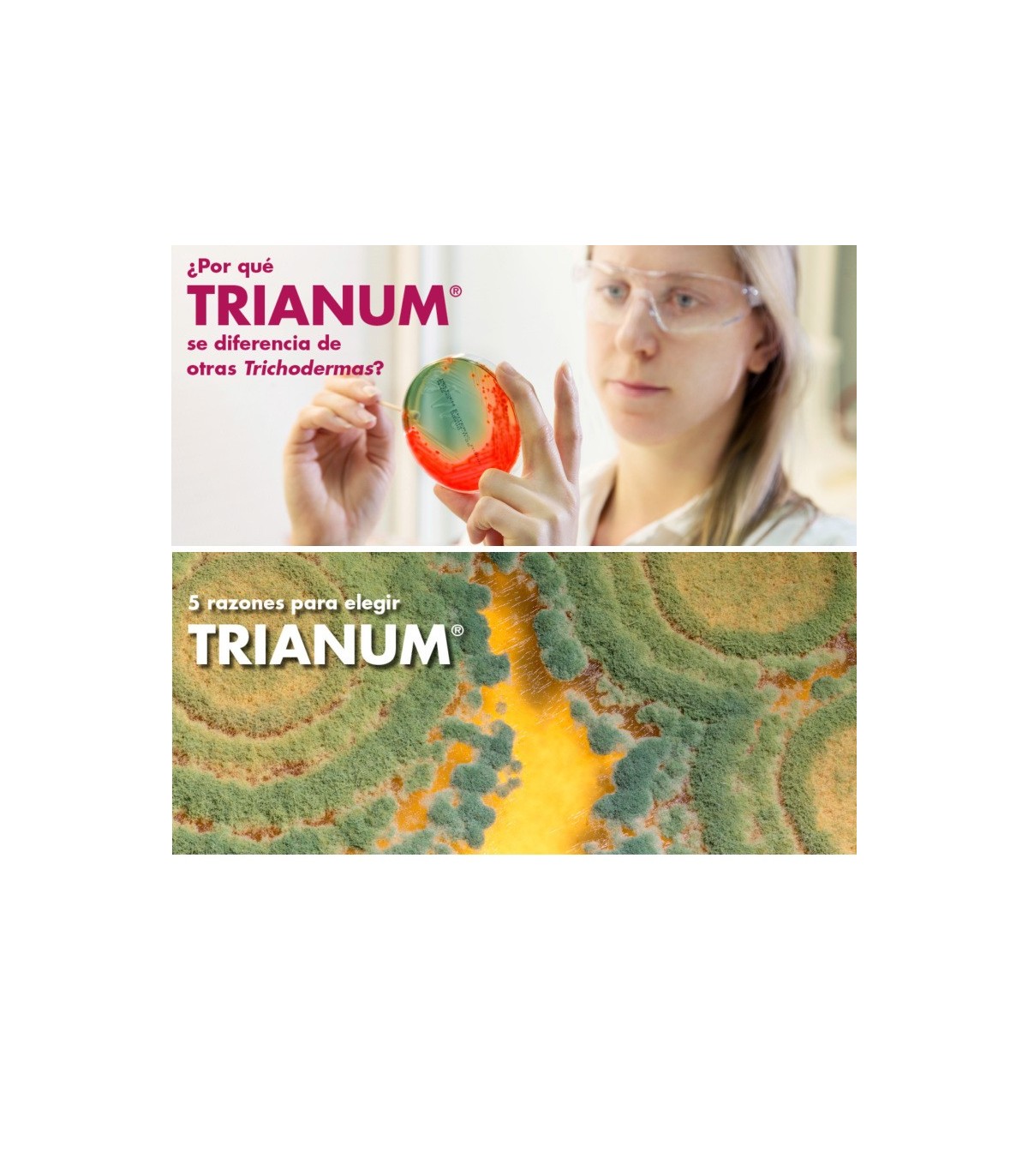 TRIANUM-P