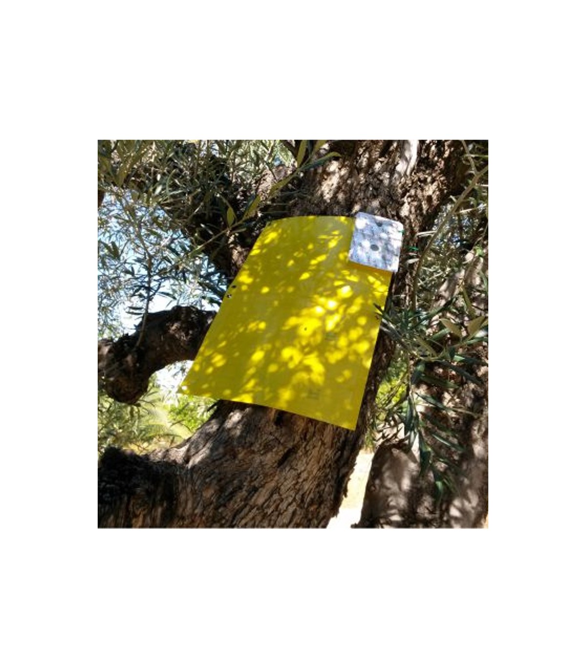 Dacusnex combi mosca del olivo