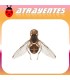 Atrayente para mosca del olivo