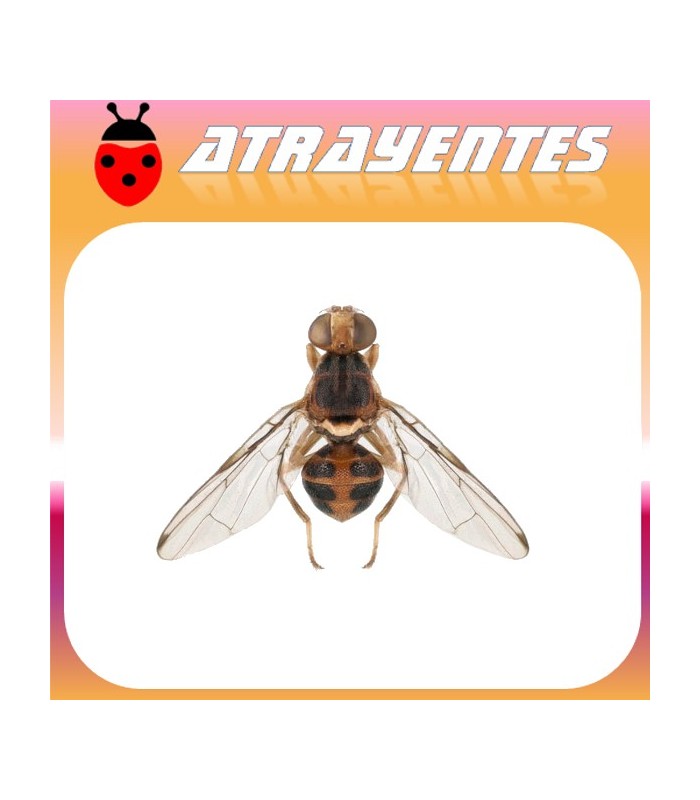 Atrayente para mosca del olivo