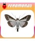 feromona cydalima perspectalis