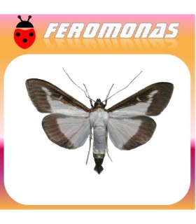 feromona cydalima perspectalis