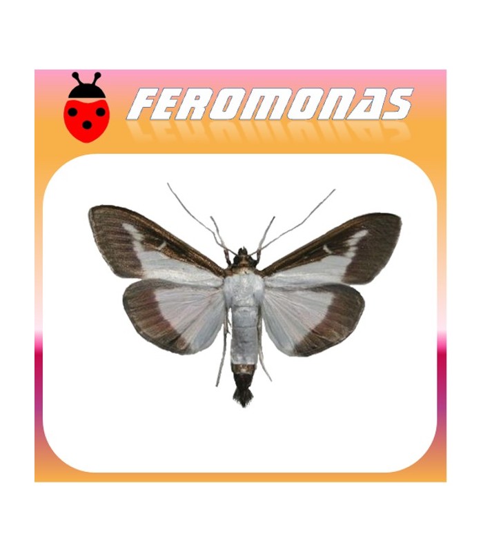 feromona cydalima perspectalis
