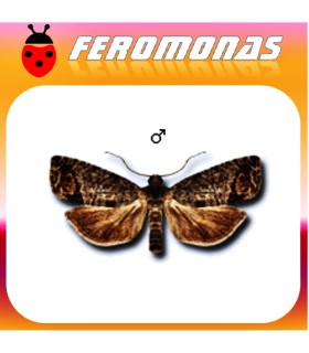 Feromonas para CYDIA  POMONELLA 10 Mg 90 días Carpocapsa