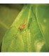 FELTIELLA SYSTEM 250 depredador de araña roja