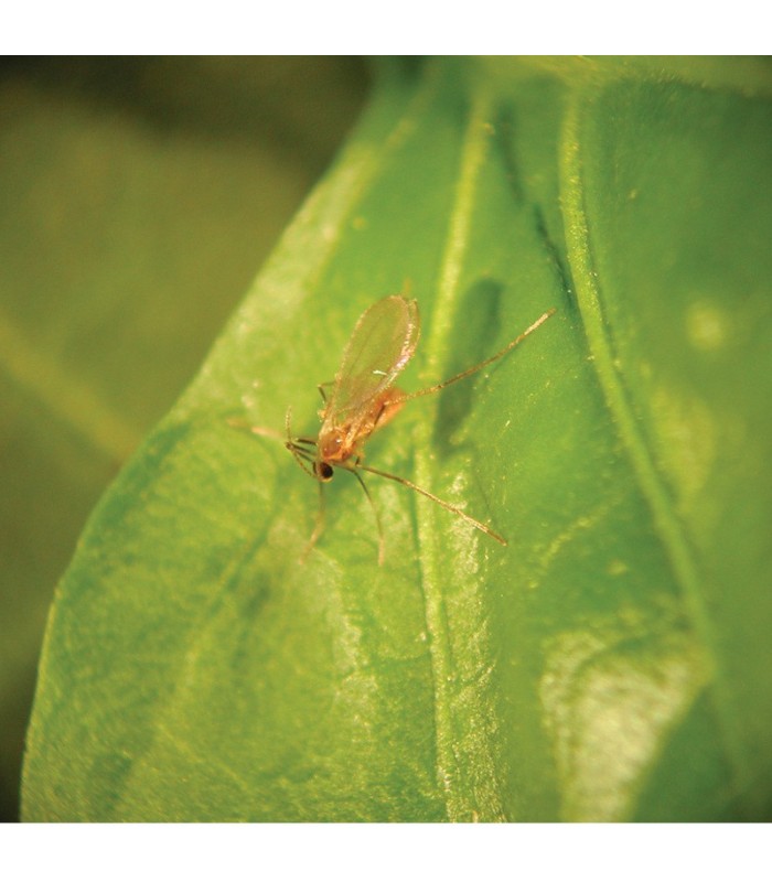 FELTIELLA SYSTEM 250 depredador de araña roja