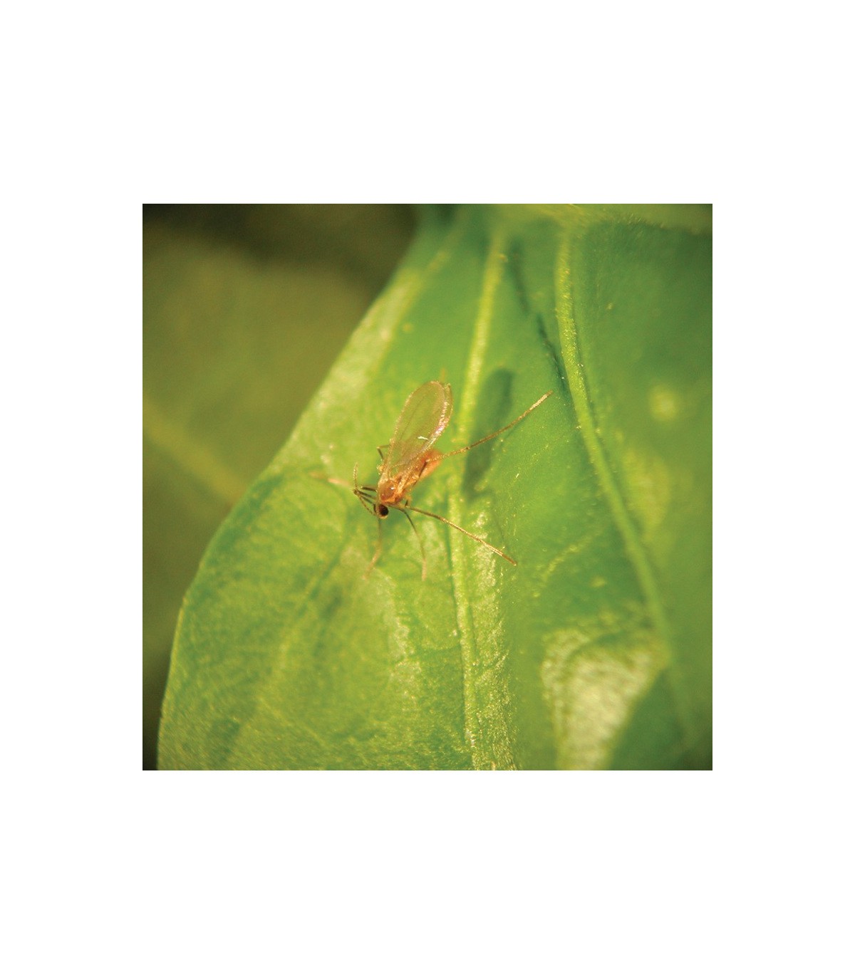 FELTIELLA SYSTEM 250 depredador de araña roja