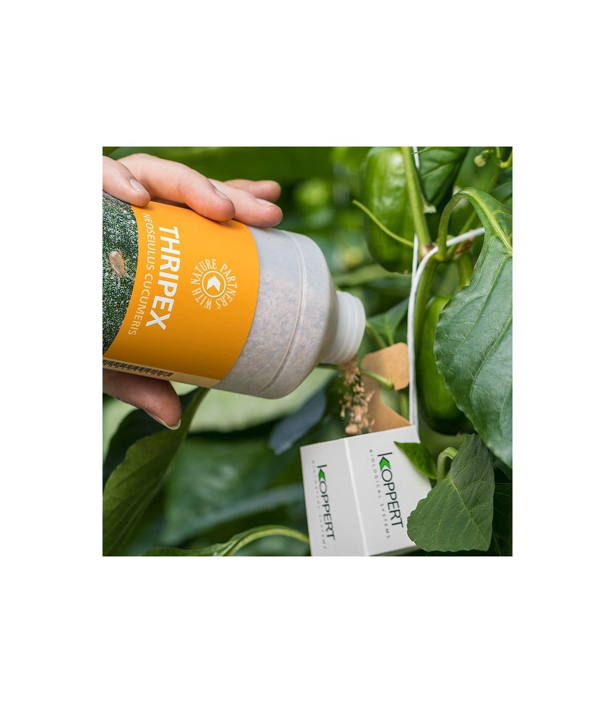 thripex koppert cucumeris