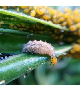 PREDANOSTRUM 250 larvas Sphaerophoria rueppellii
