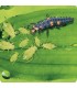 ADALIA system 100 larvas Adalia bipunctata contra pulgón