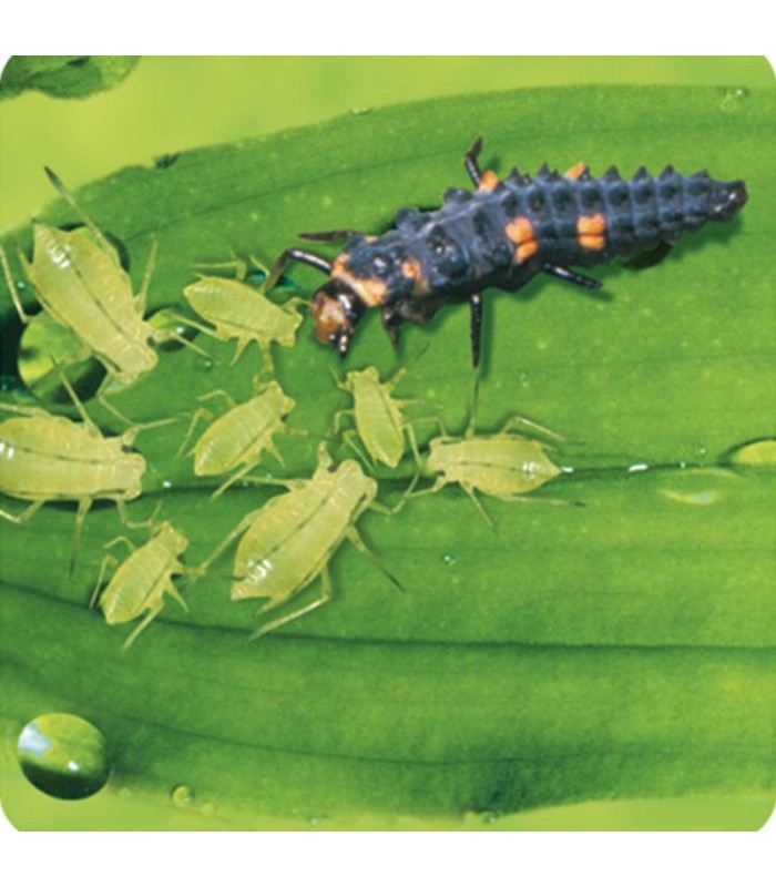 ADALIA system 100 larvas Adalia bipunctata contra pulgón