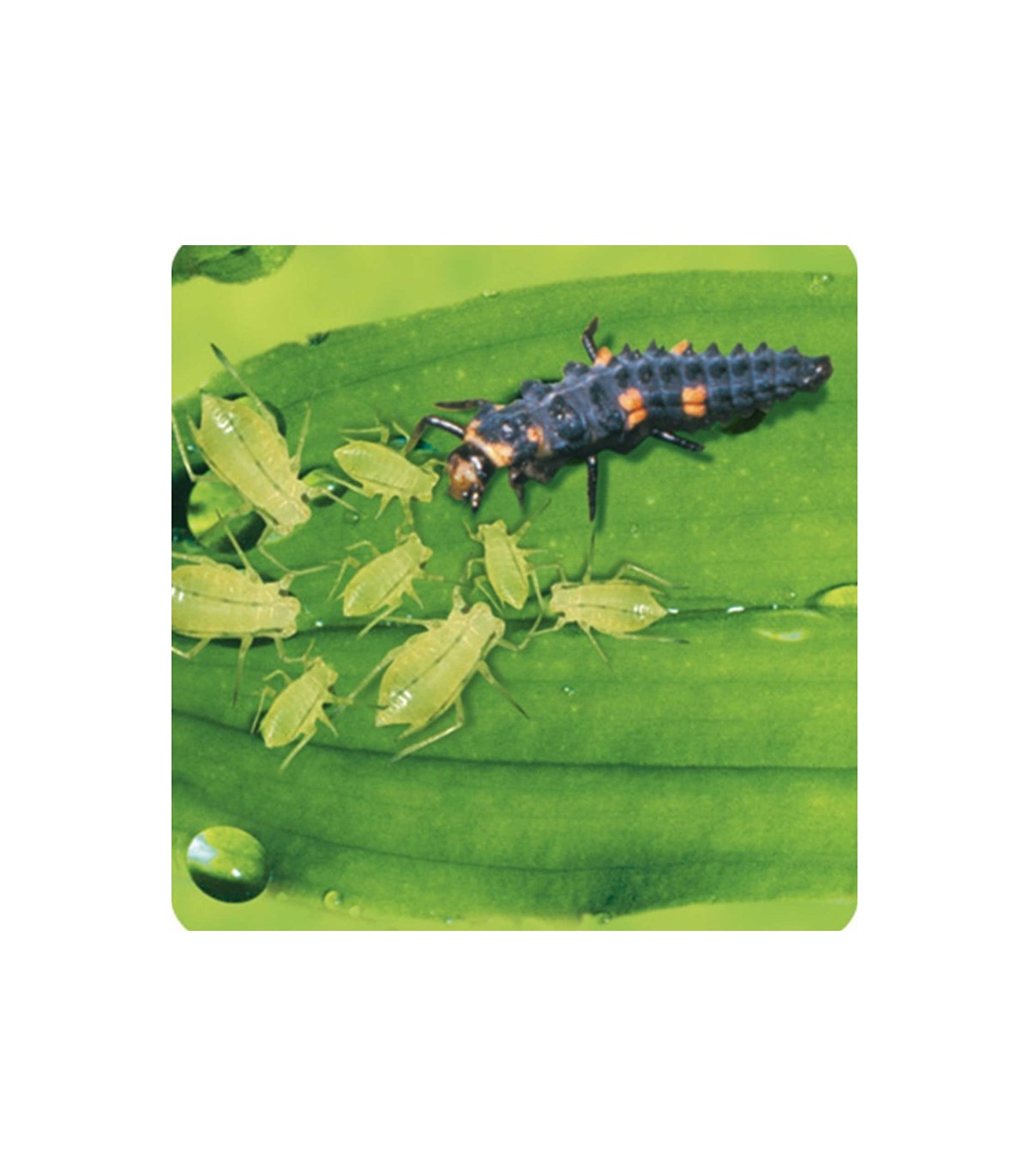 ADALIA system 100 larvas Adalia bipunctata contra pulgón