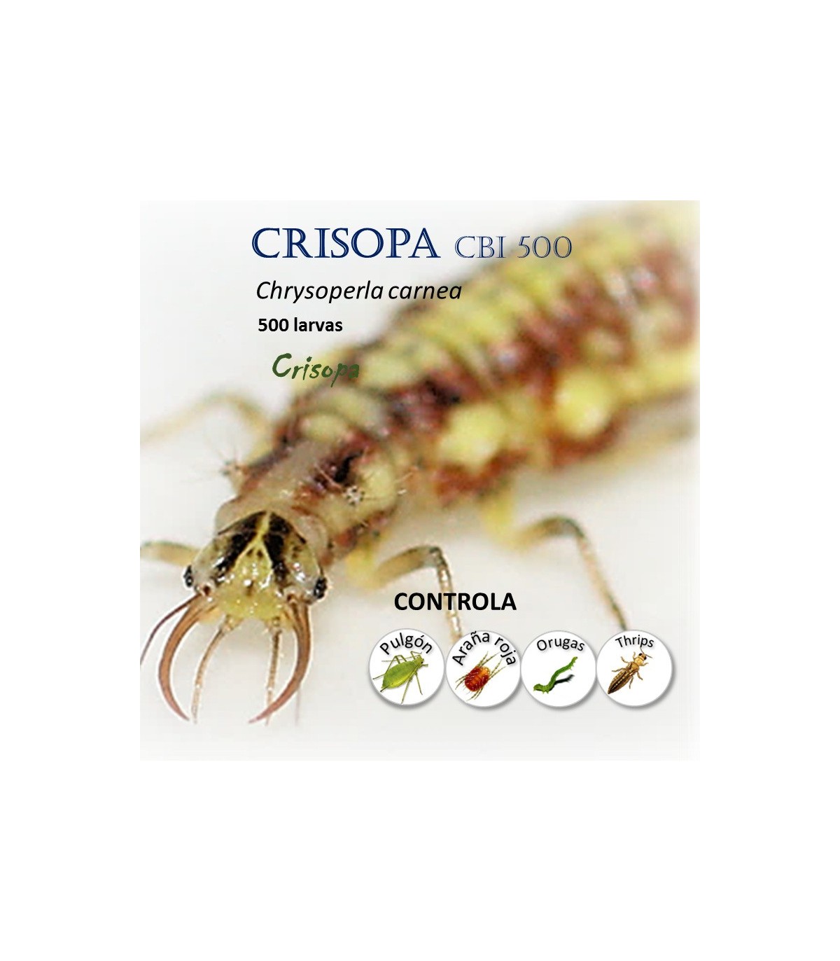 Crisopa 500 larvas contra pulgón