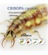 comprar crisopas 1000 larvas