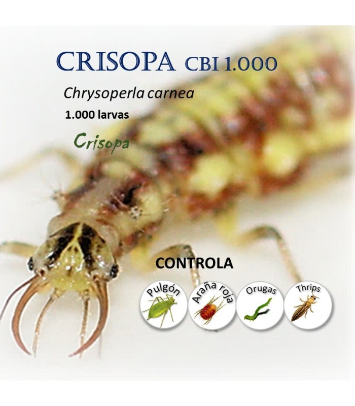 comprar crisopas 1000 larvas