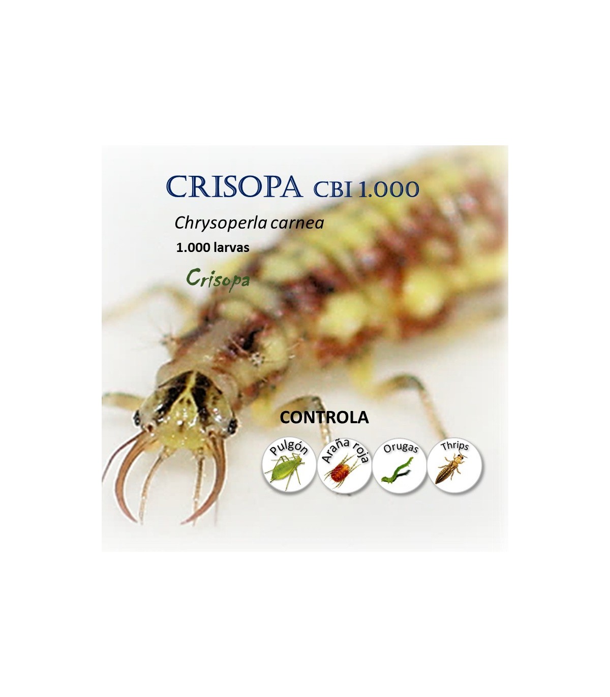 comprar crisopas 1000 larvas