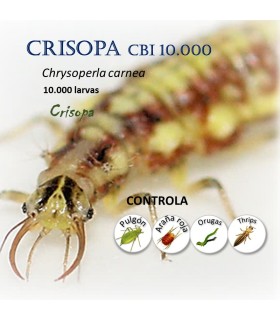 CBi Crisopa 10000 contra pulgon