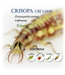 CRISOPA CBi 5.000 larvas depredadoras de pulgón