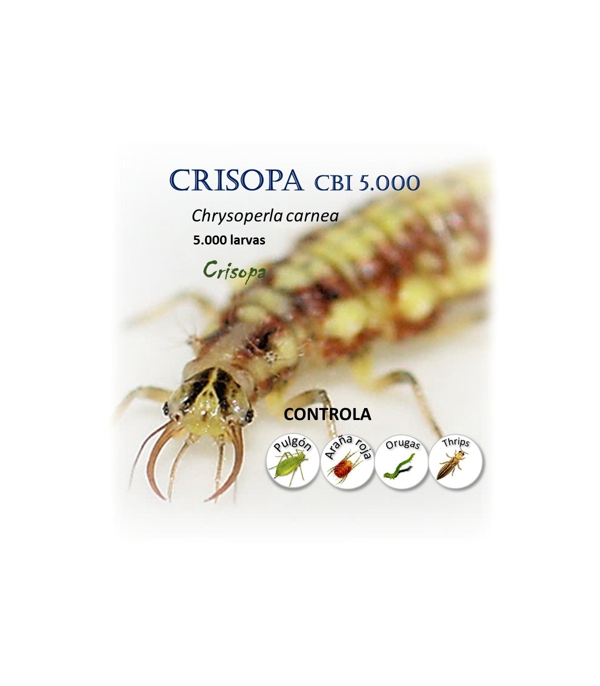 CRISOPA CBi 5.000 larvas depredadoras de pulgón