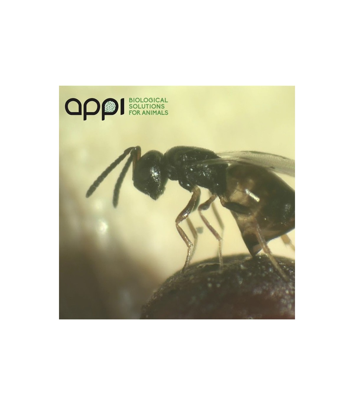appiwasp 15000 contra moscas