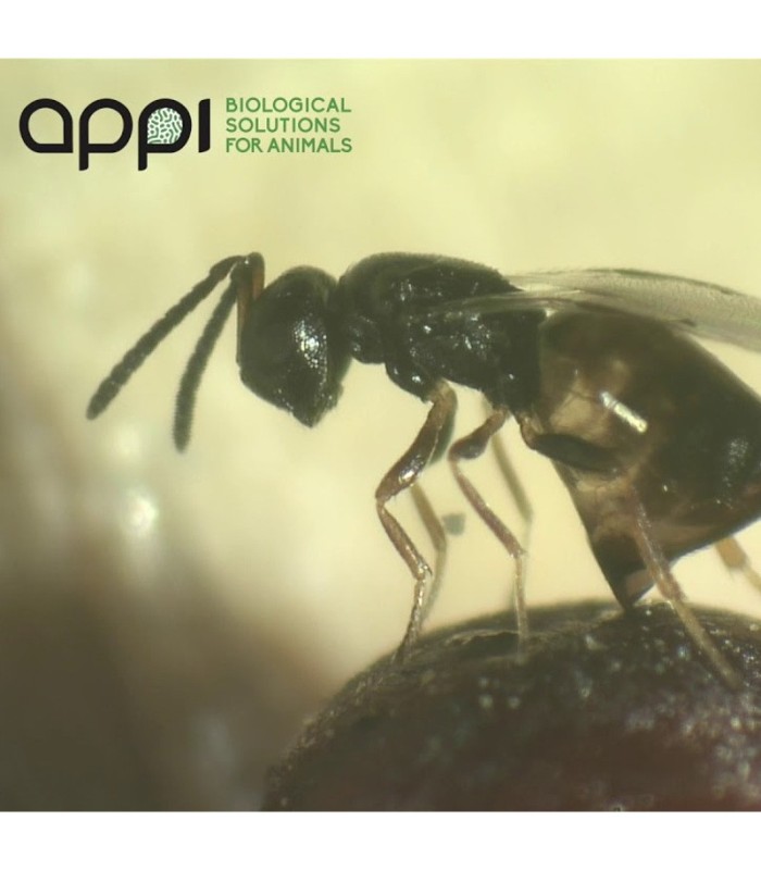 appiwasp 150.000 contra moscas