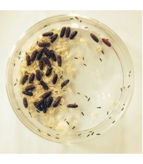 appiwasp 150.000 contra moscas