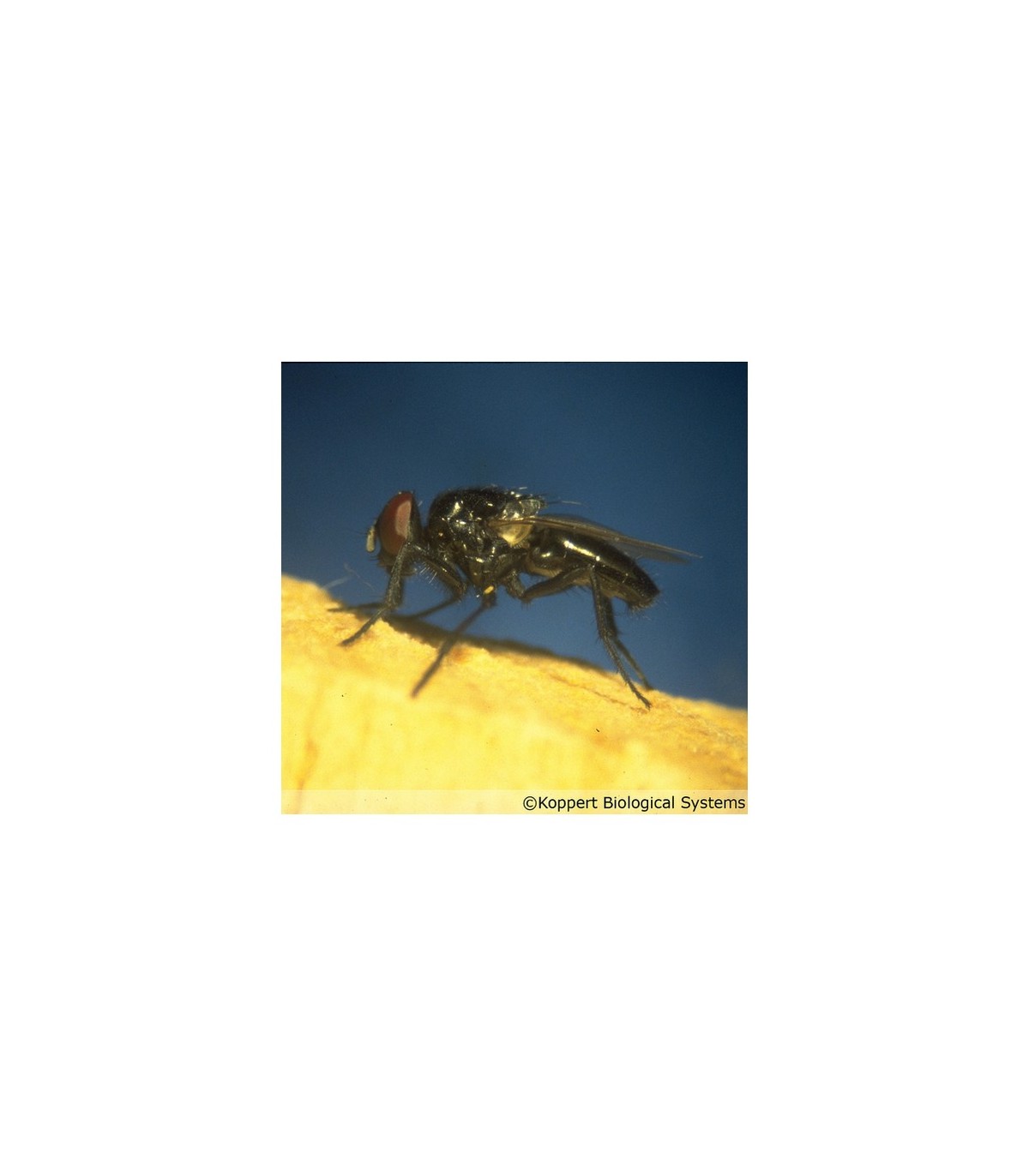 appifly depredador de moscas
