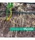 Mycoup micorrizas symborg