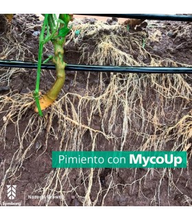 Mycoup micorrizas symborg