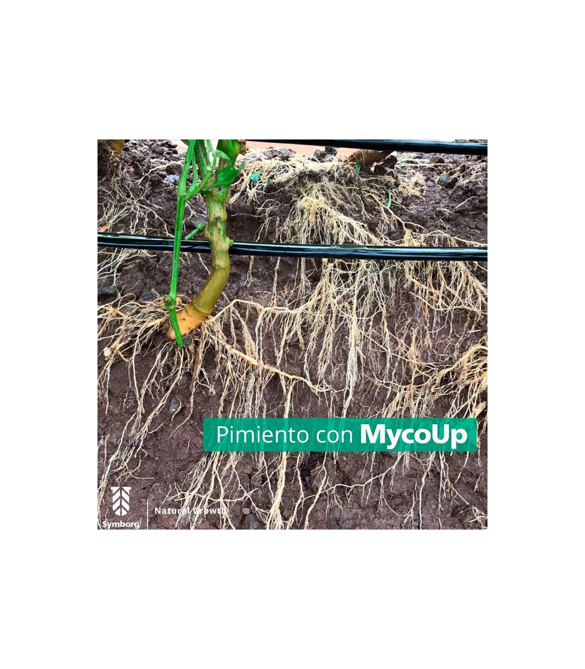 Mycoup micorrizas symborg