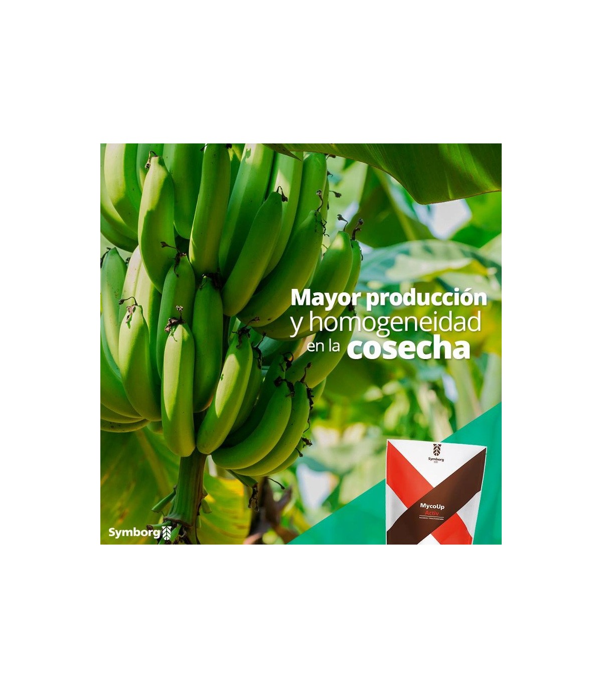 Mycoup micorrizas symborg
