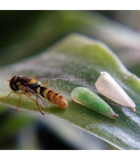 SIRFICONTROL 500 larvas Sphaerophoria rueppellii
