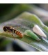 PREDANOSTRUM 1.000 larvas Sphaerophoria rueppellii