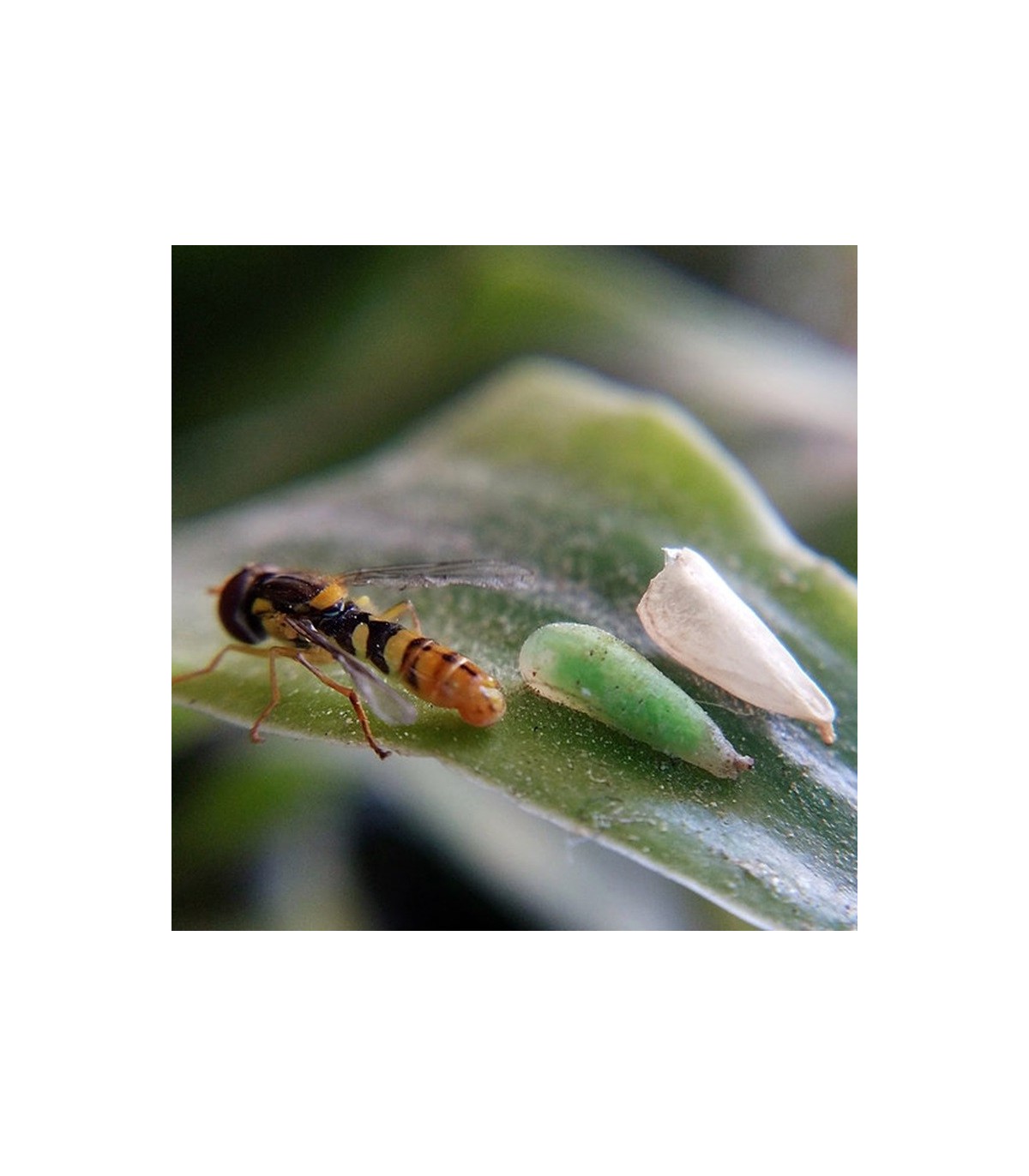 PREDANOSTRUM 1.000 larvas Sphaerophoria rueppellii