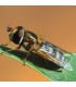Eupeodes-System-100