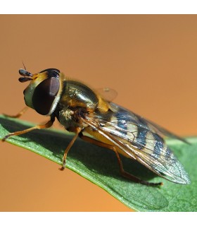 Eupeodes-System-100