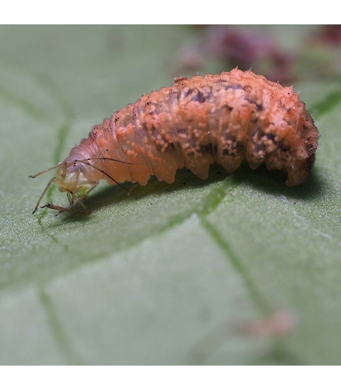 Eupeodes-System-100