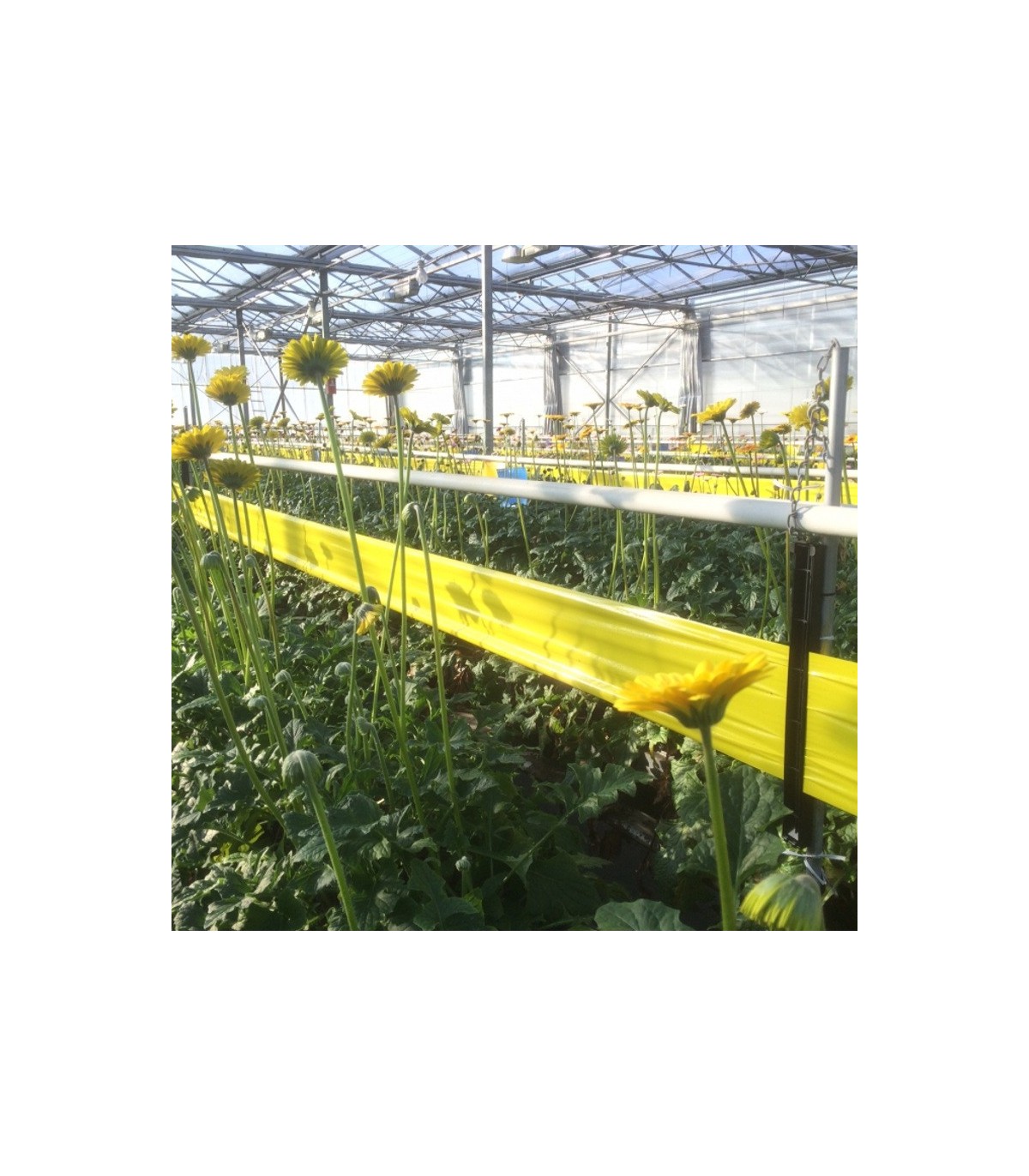ROLLO AMARILLO 20x100