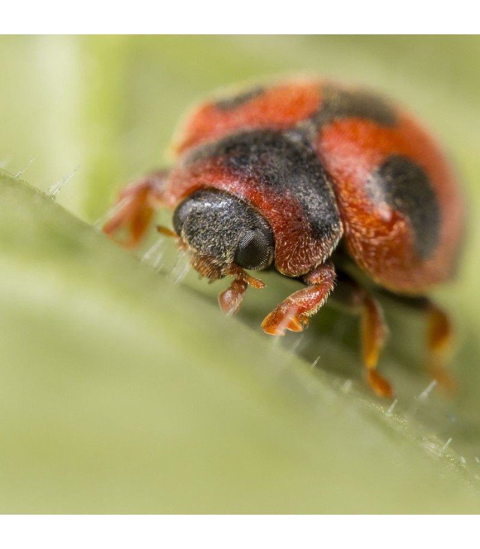 RODOLIA CARDINALIS x25 ud depredador de cohinilla acanalada