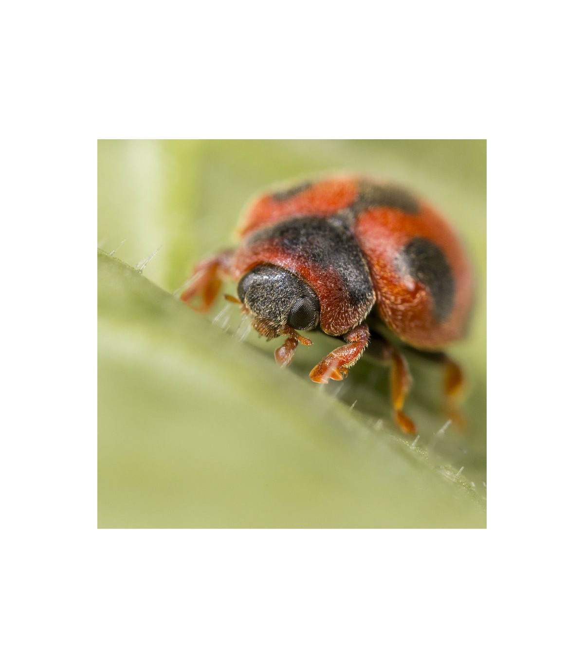 RODOLIA CARDINALIS x25 ud depredador de cohinilla acanalada