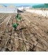 Planta para setos vivos