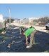Planta para setos vivos