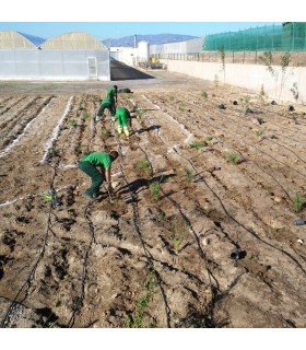 Planta para setos vivos