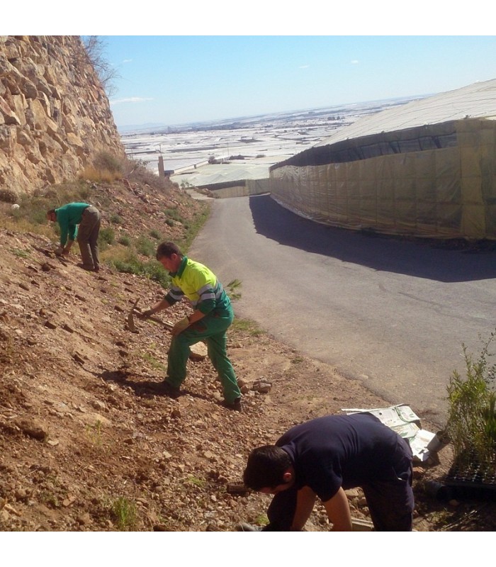 Planta para setos vivos